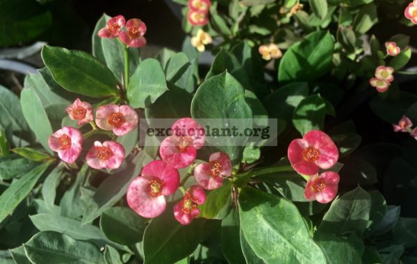 euphorbia-dwarf-form-Strawberry-Jam-15-25