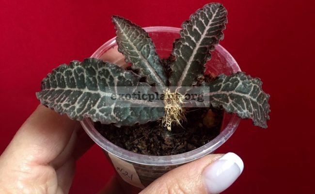 euphorbia-francoisii-crassicaulis-rubrifolia-hybrid-21-750