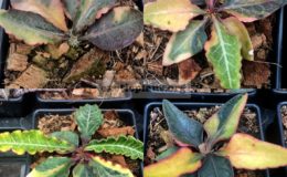 euphorbia-francoisii-crassicaulis-rubrifolia-hybrid-cutting-250-