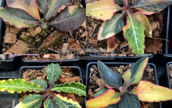 euphorbia-francoisii-crassicaulis-rubrifolia-hybrid-cutting-250-