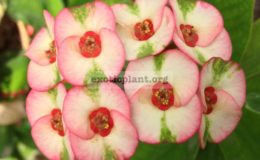 euphorbia-milli-dolly-dance