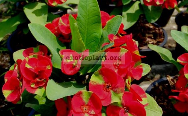 euphorbia-milli4
