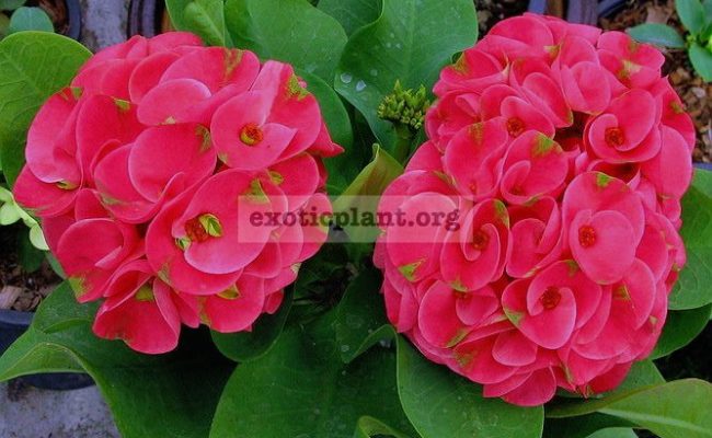 euphorbia-millii-2