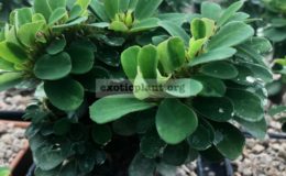 euphorbia-millii-cristata-45-