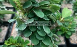 euphorbia-millii-cristata-45