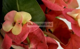 euphorbia-millii-double-crazy-