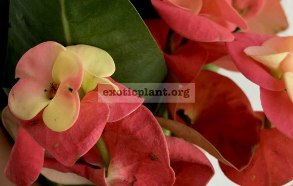 euphorbia-millii-double-crazy-