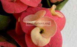 euphorbia-millii-double-crazy