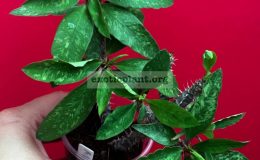 euphorbia-millii-x-cremersii-1800-
