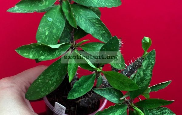 euphorbia-millii-x-cremersii-1800-