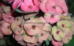 euphorbia-pinkgreen