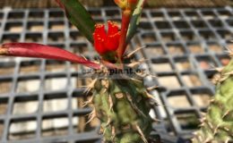 euphorbia-sp-25