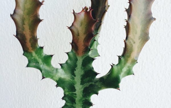 euphorbia-sp-purple-top-