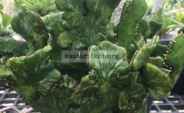 euphorbia-tirukalli-cristated-variegated-25