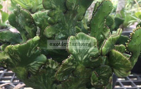 euphorbia-tirukalli-cristated-variegated-25