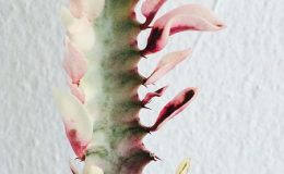 euphorbia-trigona-quadricolor-