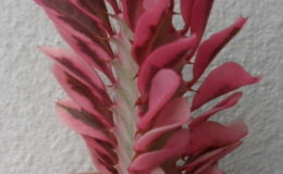 euphorbia-trigona-tricolor-