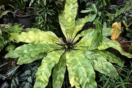Fern  cataloque page / Папоротник, каталог