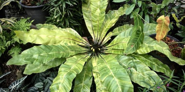 Fern  cataloque page / Папоротник, каталог