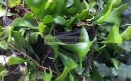 fern-sp-Valentine-Heart-30-1