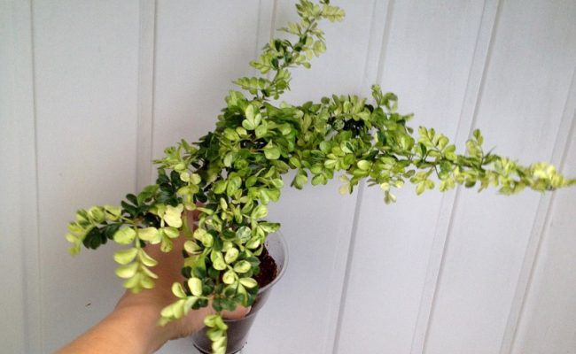 feroniella-lucida-variegata-dwarf-44