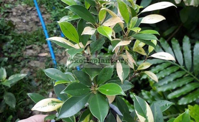ficus-sp-P1-variegated-35