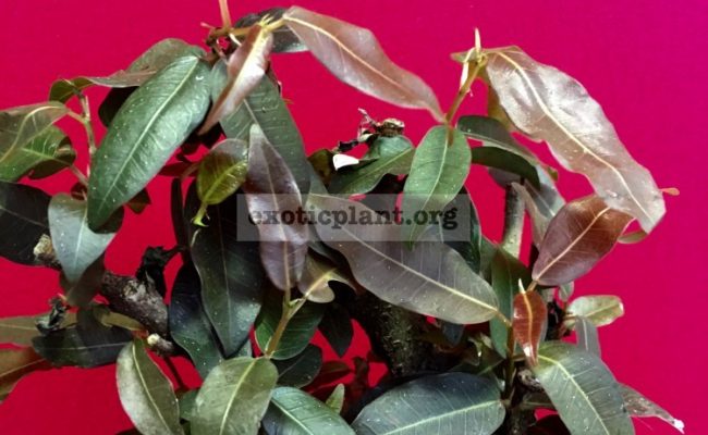 ficus-sp-brown-leave-4000-1-2
