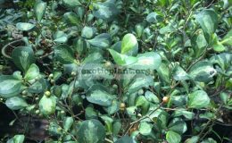 ficus-triangularis-medium-grey-40
