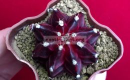 gymnocalicium-cv-Purple-Miracle-50-