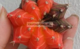 gymnocalicium-michanovichii-variegated-type1-25