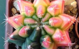gymnocalicium-michanovichii-variegated-type2-25