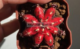 gymnocalicium-michanovichii-variegated-type3-35-