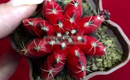 gymnocalicium-michanovichii-variegated8-35