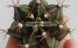 gymnocalicium-var-zebra-12