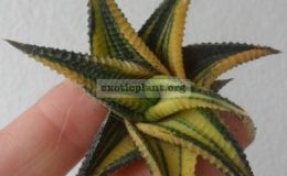haworthia-limifolia-variegated-15