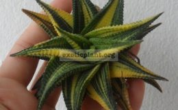 haworthia-limifolia-variegated-25