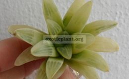 haworthia-retusa-variegated-10