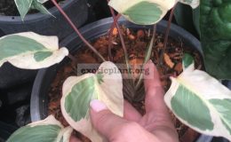 homalomena-Icecream-90-