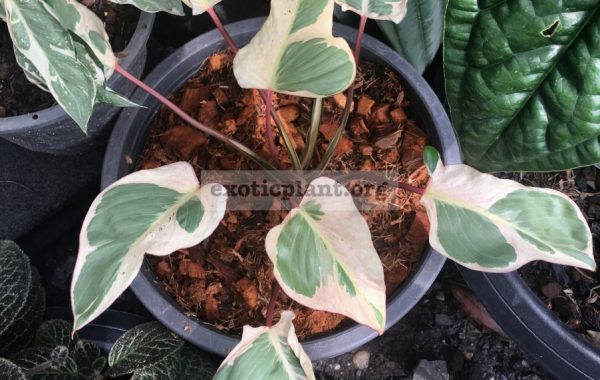 homalomena-Icecream-90