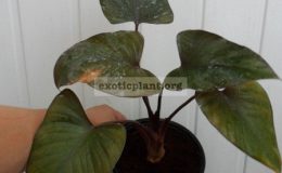 homalomena-cv-Purple-Heart-20