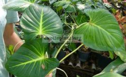 homalomena-miamiensis
