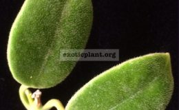 hoya-Obtusifolioides-