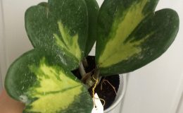 hoya-kerrii-variegatayellow-center