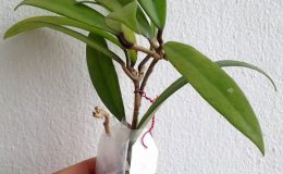 hoya-siamica-Ratchaburi