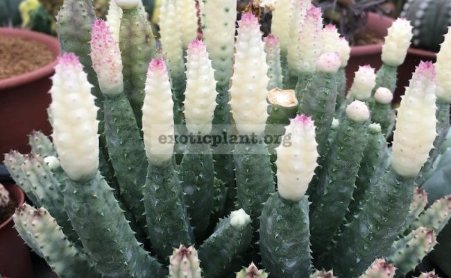 huernia-sp-white-variegated-mature-plant