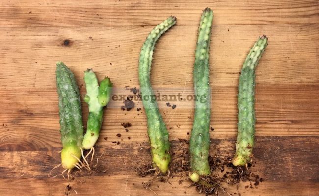 huernia-sp-white-vtop