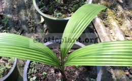 johannestiejmannia-lanceolata-45