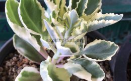 kalanchoe-laciniata-variegated-45