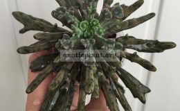 kalanchoe-tubiflera-cristated-35