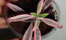 kalanchoe-tubiflera-variegated-15
